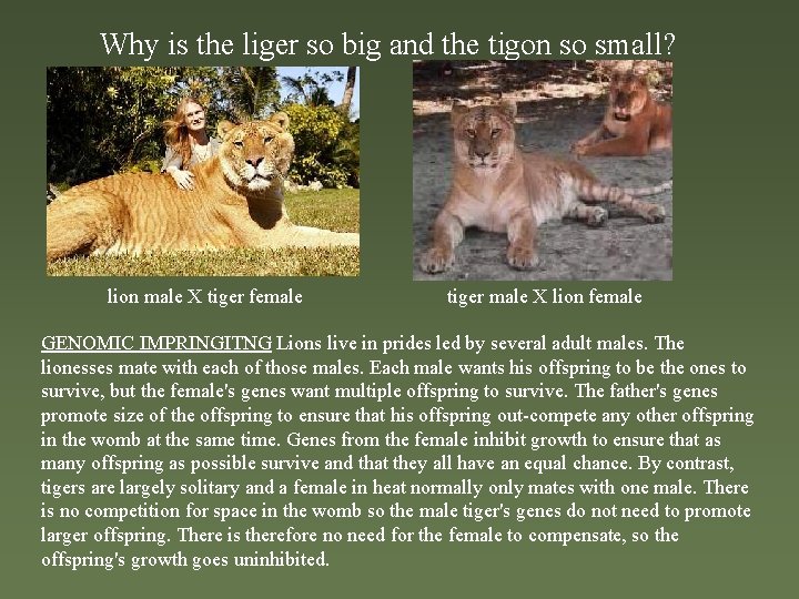 Why is the liger so big and the tigon so small? lion male X