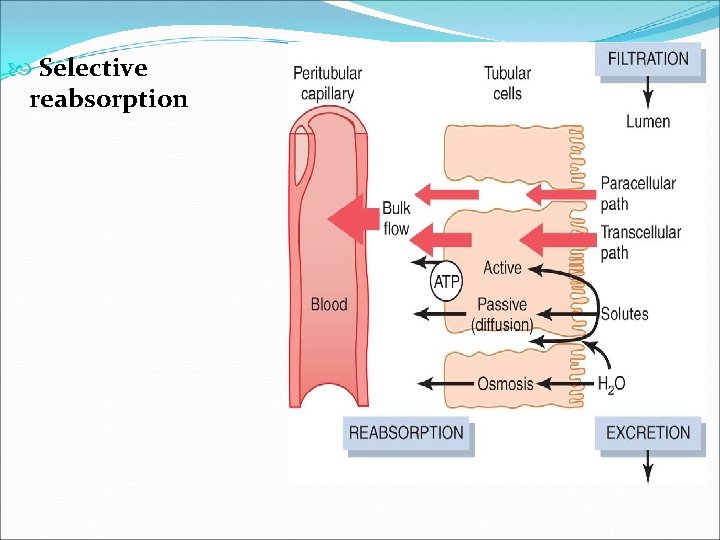  Selective reabsorption 