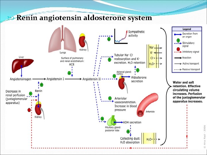  Renin angiotensin aldosterone system 