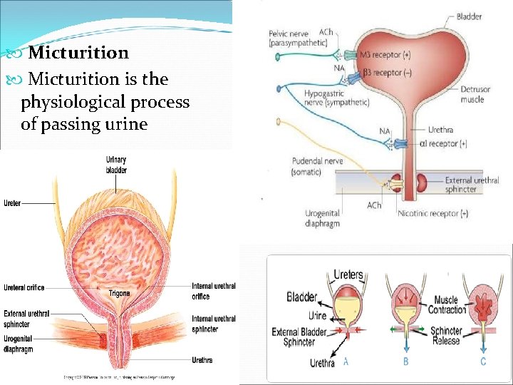  Micturition is the physiological process of passing urine 