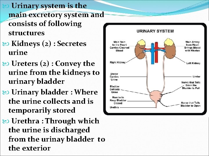  Urinary system is the main excretory system and consists of following structures Kidneys