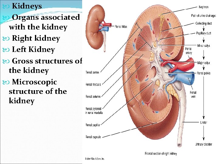  Kidneys Organs associated with the kidney Right kidney Left Kidney Gross structures of