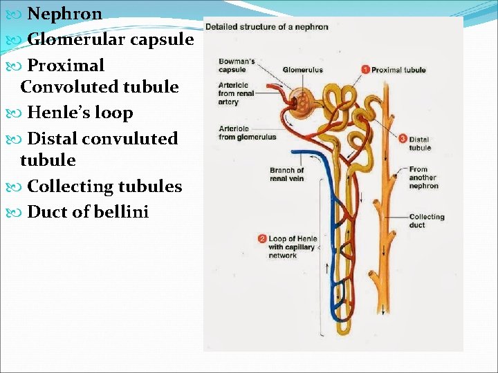  Nephron Glomerular capsule Proximal Convoluted tubule Henle’s loop Distal convuluted tubule Collecting tubules