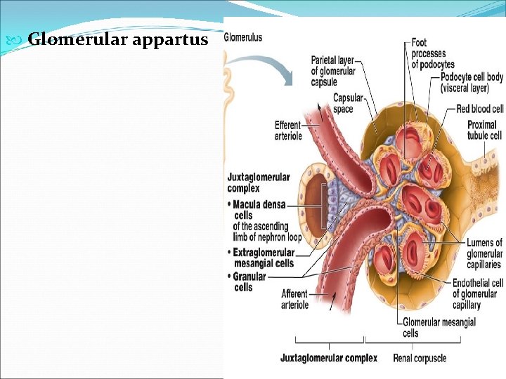  Glomerular appartus 