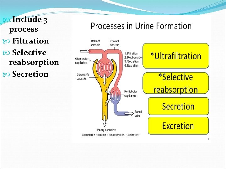  Include 3 process Filtration Selective reabsorption Secretion 