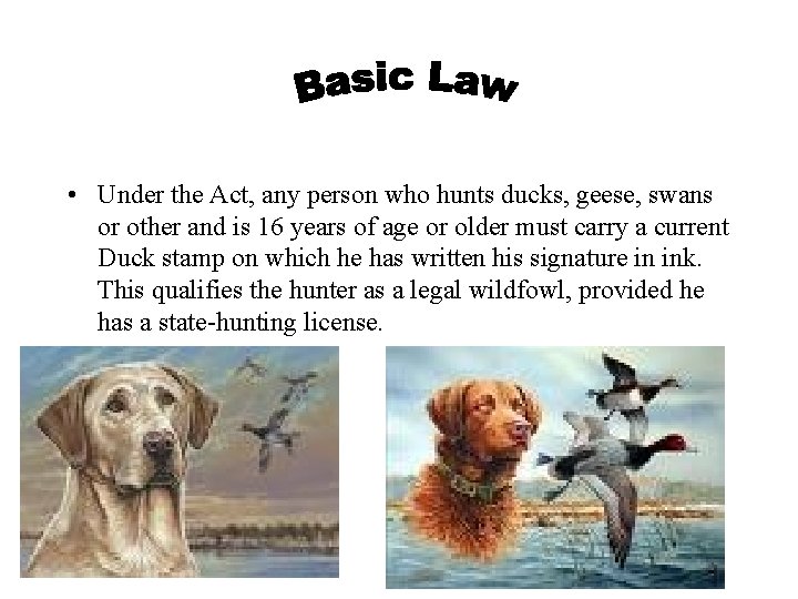  • Under the Act, any person who hunts ducks, geese, swans or other