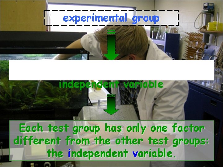 experimental group the group(s) being tested with the independent variable Each test group has