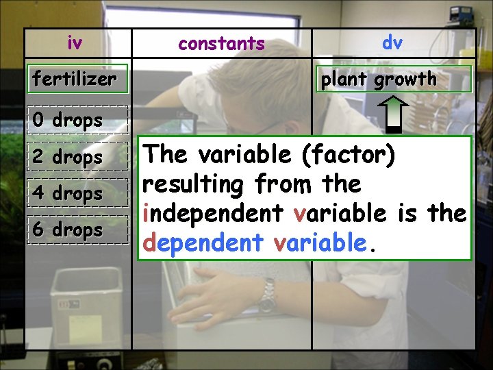 iv fertilizer constants dv plant growth 0 drops 2 drops 4 drops 6 drops