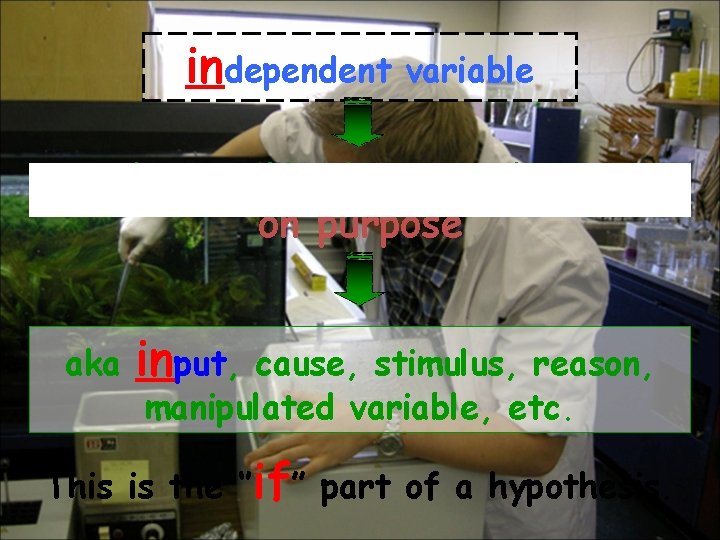 independent variable the variable that you change on purpose aka input, cause, stimulus, reason,