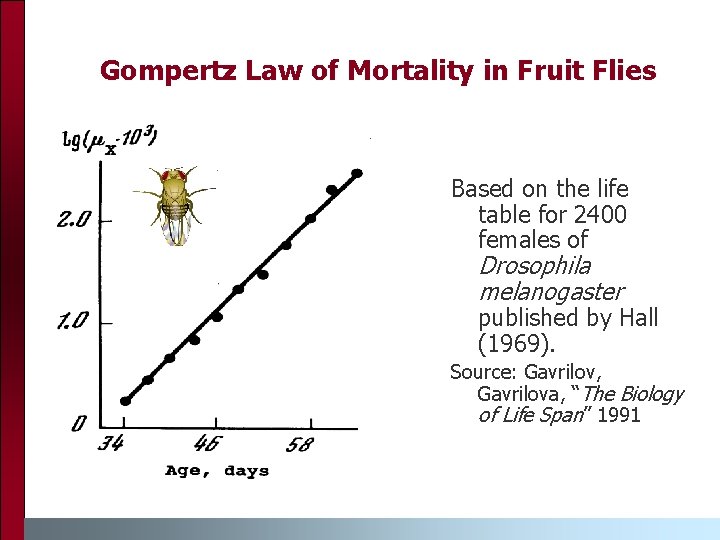 Gompertz Law of Mortality in Fruit Flies Based on the life table for 2400