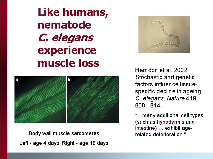 Like humans, nematode C. elegans experience muscle loss Body wall muscle sarcomeres Left -