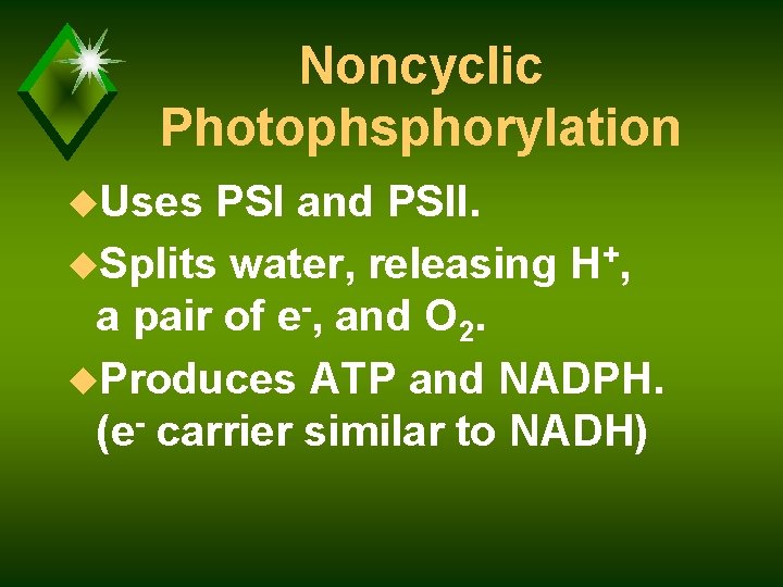 Noncyclic Photophsphorylation u. Uses PSI and PSII. u. Splits water, releasing H+, a pair