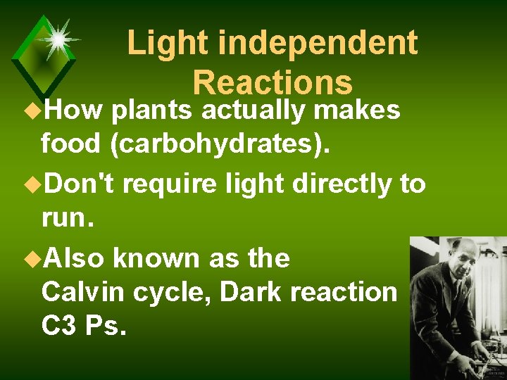 u. How Light independent Reactions plants actually makes food (carbohydrates). u. Don't require light