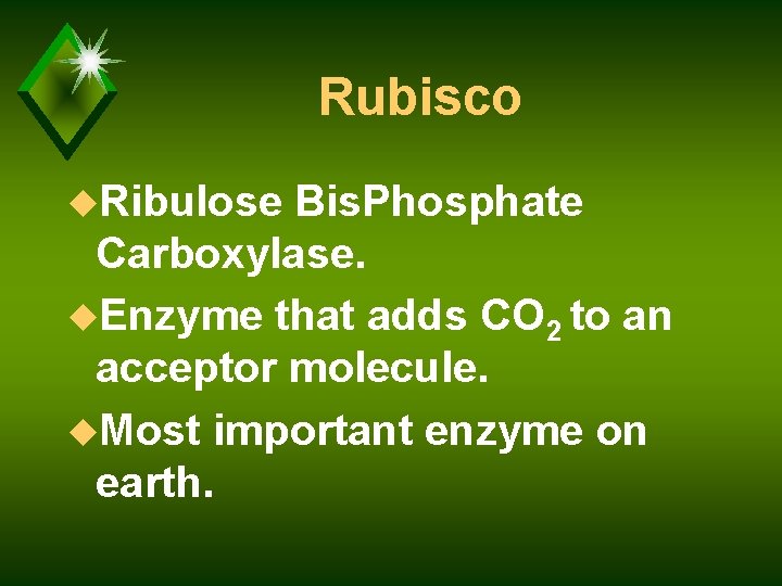 Rubisco u. Ribulose Bis. Phosphate Carboxylase. u. Enzyme that adds CO 2 to an