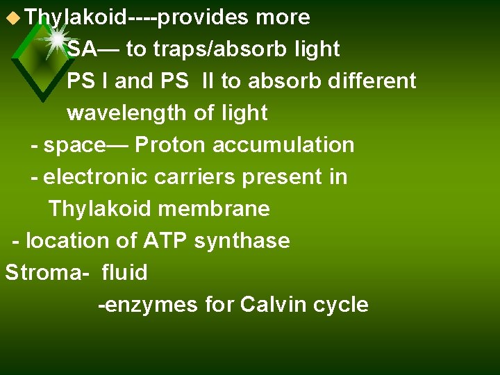 u Thylakoid----provides more SA— to traps/absorb light PS I and PS II to absorb