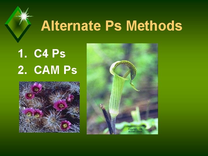 Alternate Ps Methods 1. C 4 Ps 2. CAM Ps 