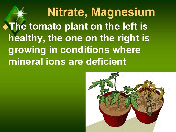 Nitrate, Magnesium u. The tomato plant on the left is healthy, the on the