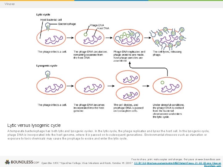 Viruses Lytic versus lysogenic cycle A temperate bacteriophage has both lytic and lysogenic cycles.