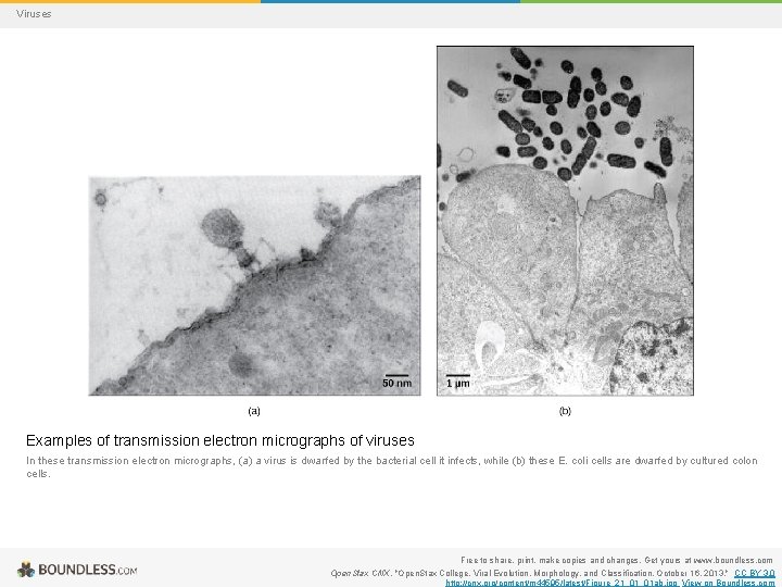 Viruses Examples of transmission electron micrographs of viruses In these transmission electron micrographs, (a)