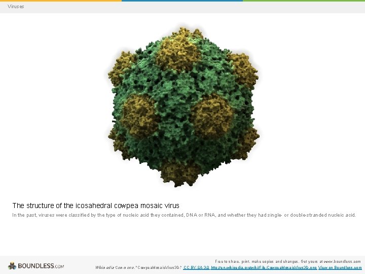 Viruses The structure of the icosahedral cowpea mosaic virus In the past, viruses were