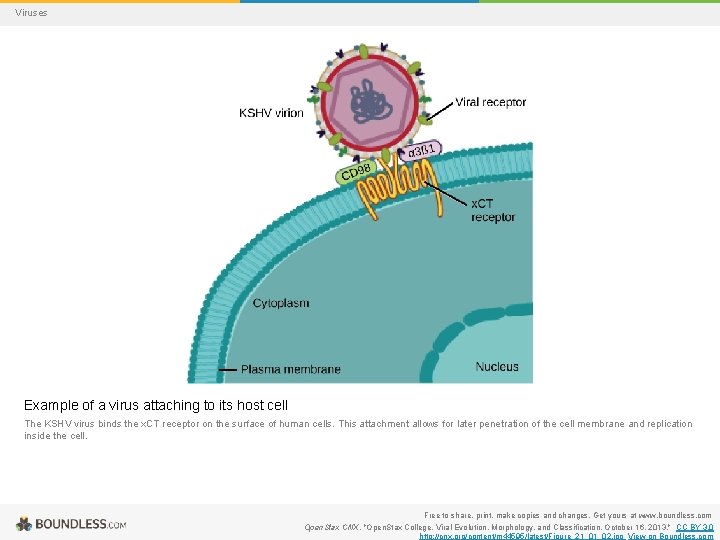 Viruses Example of a virus attaching to its host cell The KSHV virus binds