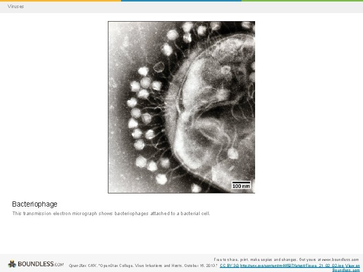 Viruses Bacteriophage This transmission electron micrograph shows bacteriophages attached to a bacterial cell. Free