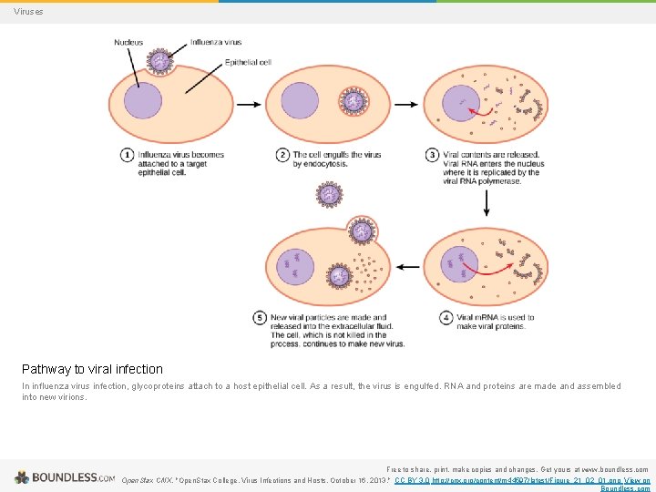 Viruses Pathway to viral infection In influenza virus infection, glycoproteins attach to a host