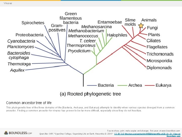 Viruses Common ancestor tree of life This phylogenetic tree of the three domains of