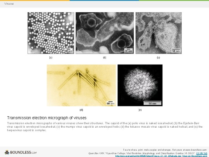 Viruses Transmission electron micrograph of viruses Transmission electron micrographs of various viruses show their