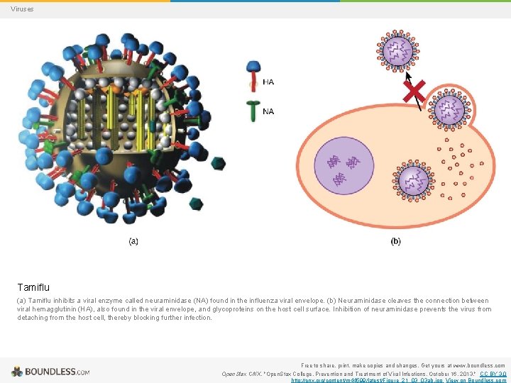 Viruses Tamiflu (a) Tamiflu inhibits a viral enzyme called neuraminidase (NA) found in the