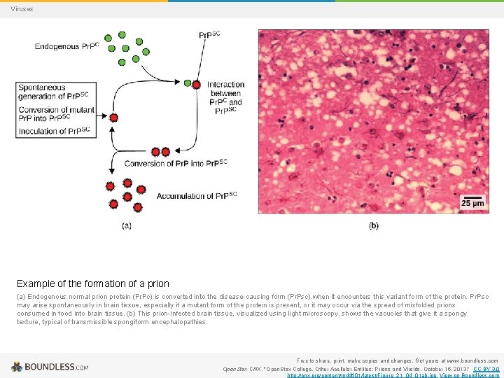 Viruses Example of the formation of a prion (a) Endogenous normal prion protein (Pr.