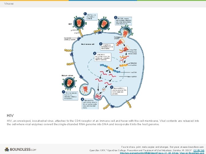Viruses HIV, an enveloped, icosahedral virus, attaches to the CD 4 receptor of an