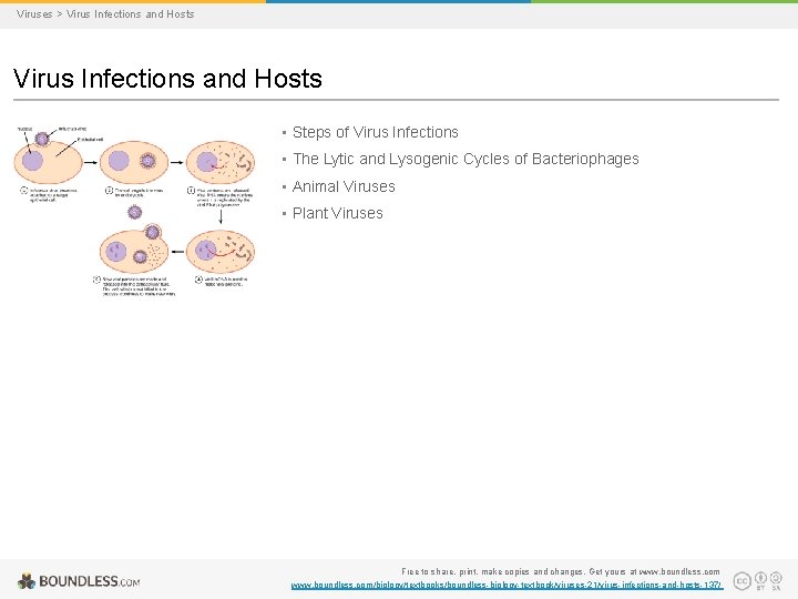 Viruses > Virus Infections and Hosts • Steps of Virus Infections • The Lytic