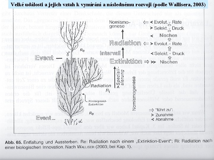 Velké události a jejich vztah k vymírání a následnému rozvoji (podle Wallisera, 2003) 