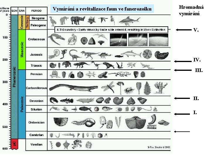 Vymírání a revitalizace faun ve fanerozoiku Hromadná vymírání V. IV. III. I. 