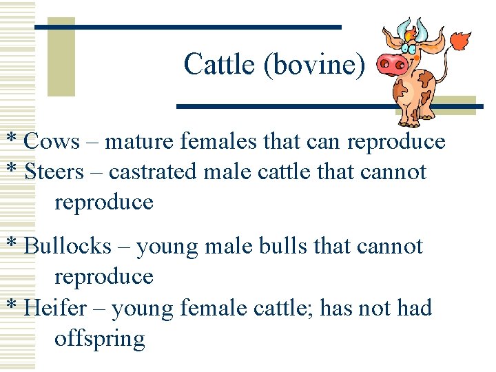 Cattle (bovine) * Cows – mature females that can reproduce * Steers – castrated