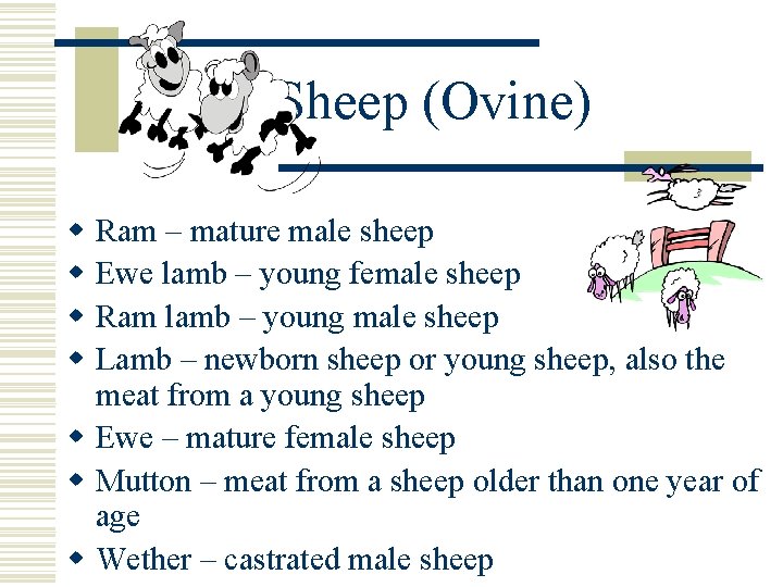 Sheep (Ovine) w w Ram – mature male sheep Ewe lamb – young female