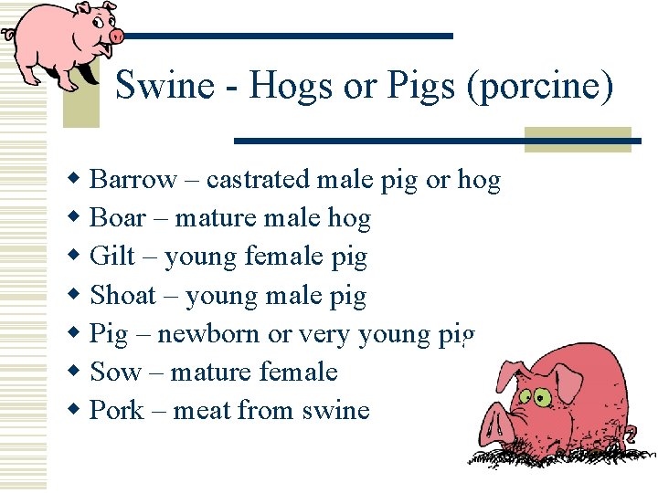 Swine - Hogs or Pigs (porcine) w Barrow – castrated male pig or hog