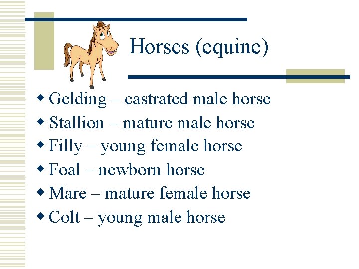 Horses (equine) w Gelding – castrated male horse w Stallion – mature male horse