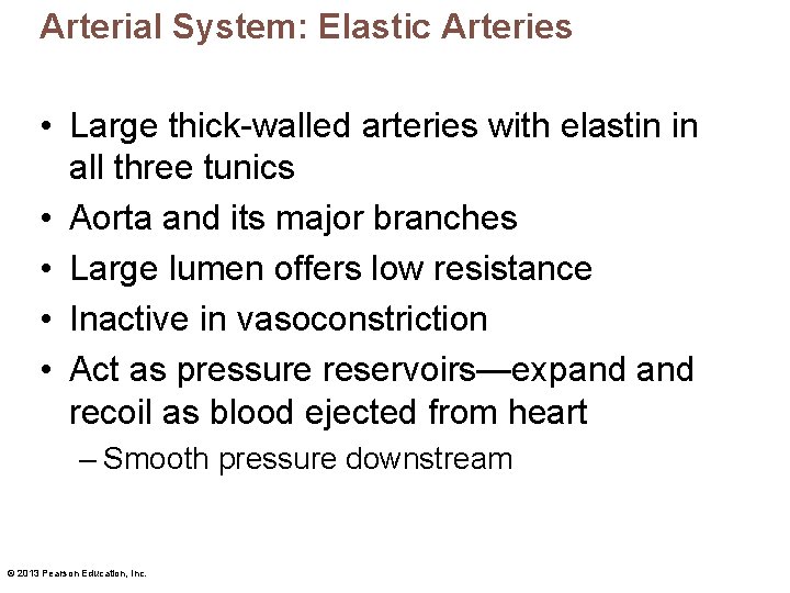 Arterial System: Elastic Arteries • Large thick-walled arteries with elastin in all three tunics