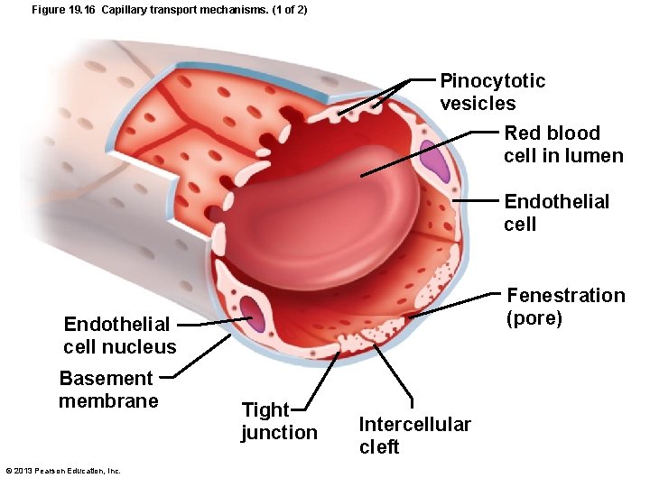 Figure 19. 16 Capillary transport mechanisms. (1 of 2) Pinocytotic vesicles Red blood cell