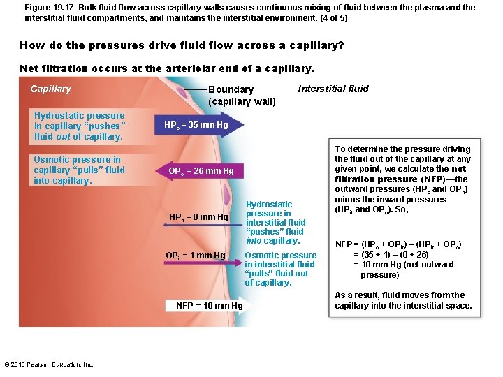 Figure 19. 17 Bulk fluid flow across capillary walls causes continuous mixing of fluid