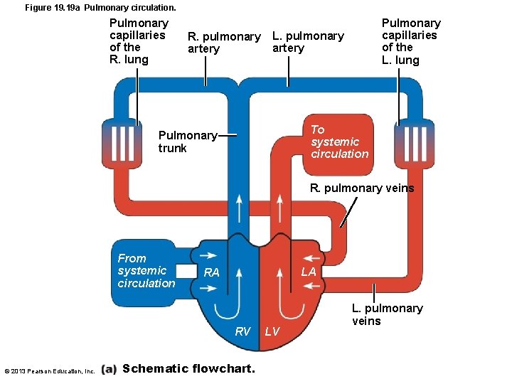 Figure 19. 19 a Pulmonary circulation. Pulmonary capillaries of the R. lung R. pulmonary