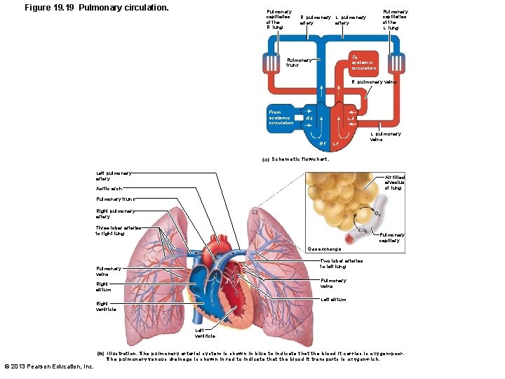 Figure 19. 19 Pulmonary circulation. Pulmonary capillaries of the R. lung Pulmonary capillaries of