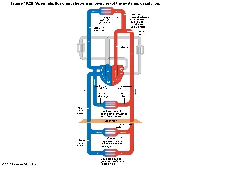 Figure 19. 20 Schematic flowchart showing an overview of the systemic circulation. Common carotid