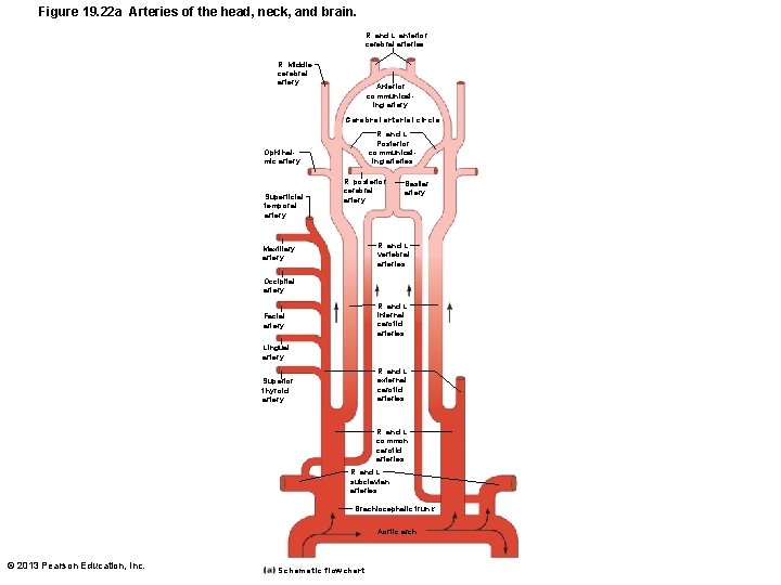 Figure 19. 22 a Arteries of the head, neck, and brain. R. and L.