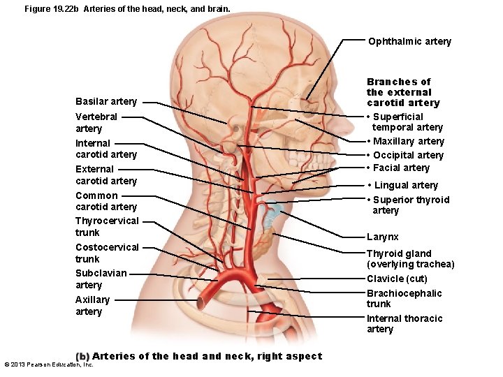 Figure 19. 22 b Arteries of the head, neck, and brain. Ophthalmic artery Basilar
