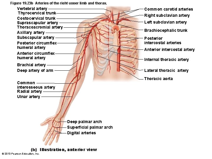 Figure 19. 23 b Arteries of the right upper limb and thorax. Vertebral artery