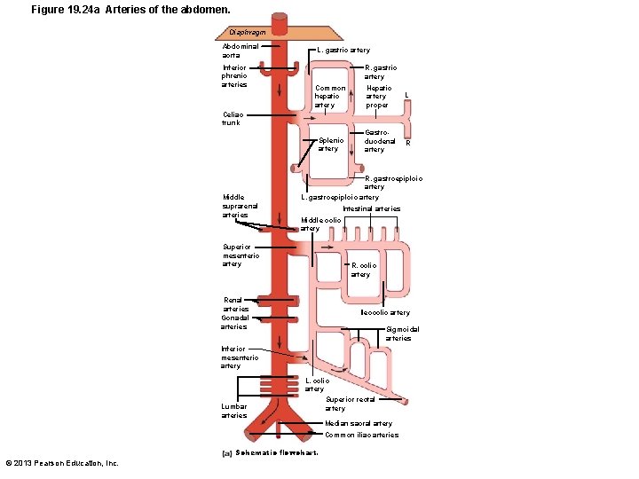 Figure 19. 24 a Arteries of the abdomen. Diaphragm Abdominal aorta Inferior phrenic arteries