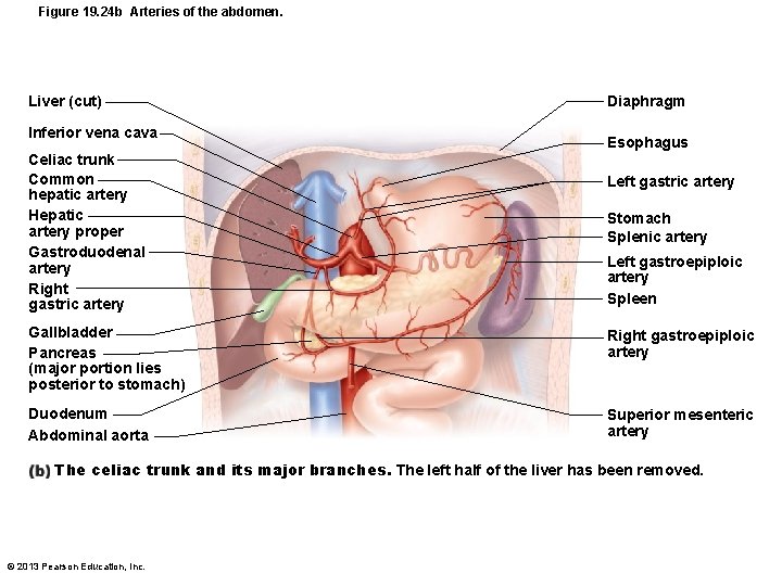 Figure 19. 24 b Arteries of the abdomen. Liver (cut) Inferior vena cava Celiac